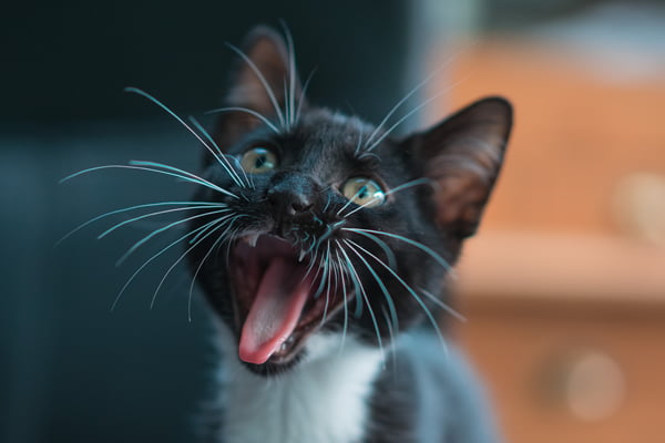 Cat Dental Cleaning in Pflugerville, TX