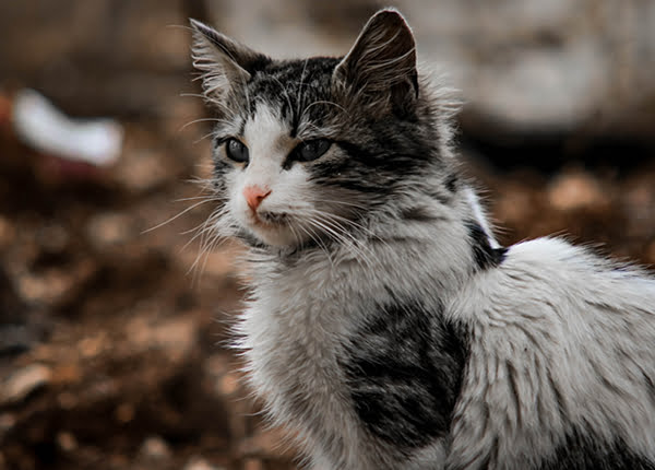 Vaccination of Cats in Pflugerville, TX