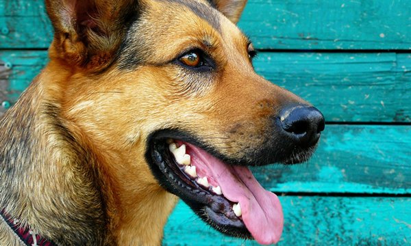 Dog Dental Cleaning in Pflugerville, TX