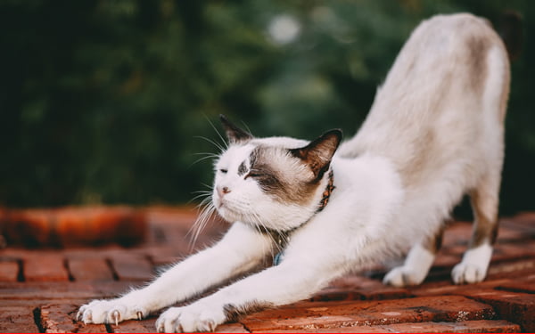 Spay and Neuter Services in Pflugerville, TX