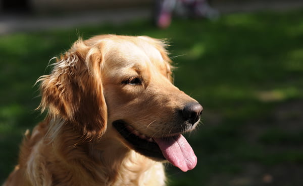Neuter Dog in Pflugerville, TX