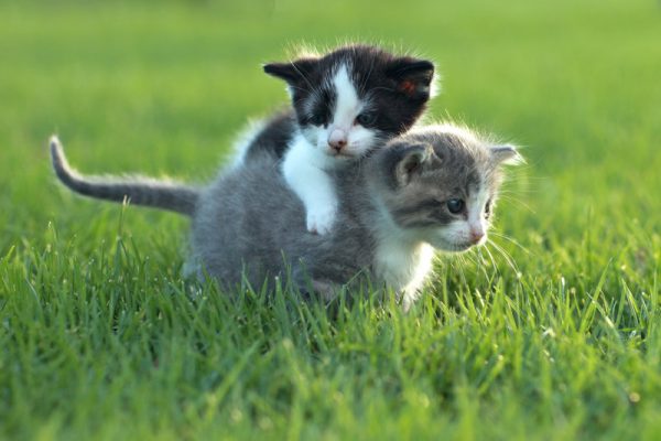 Vaccination of Cats in Pflugerville, TX