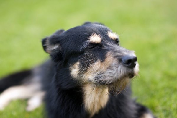 Vaccination of Dogs in Pflugerville, TX