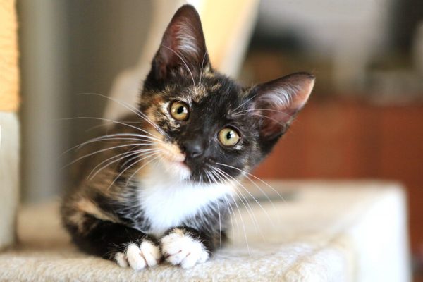 Spay and Neuter Services in Pflugerville, TX