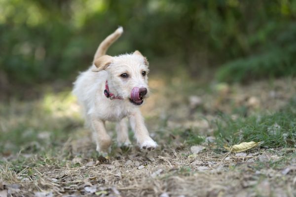 Neuter Dog in Pflugerville, TX