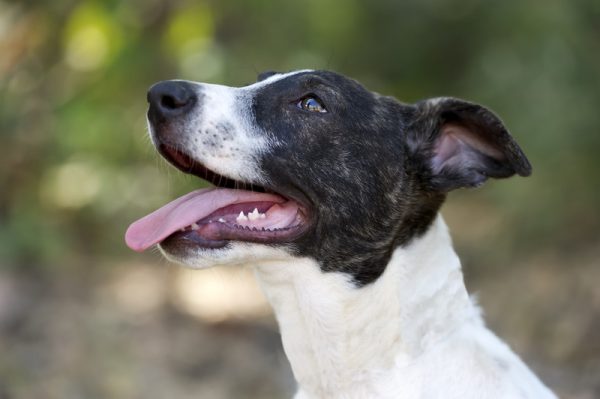 Dog Dental Cleaning in Pflugerville, TX