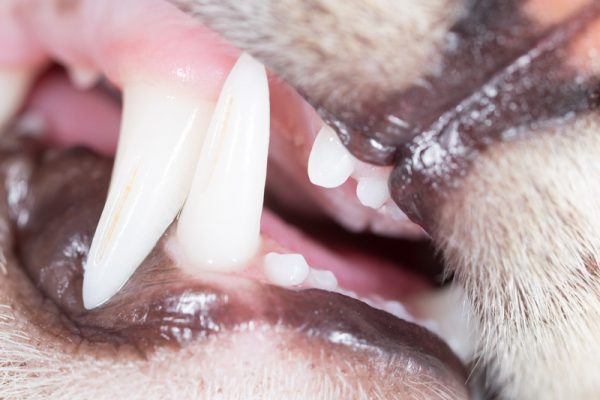Cat Dental Cleaning in Pflugerville, TX