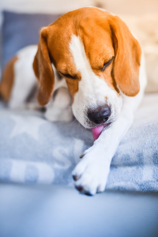 Dog Skin Allergy Services in Pflugerville, TX