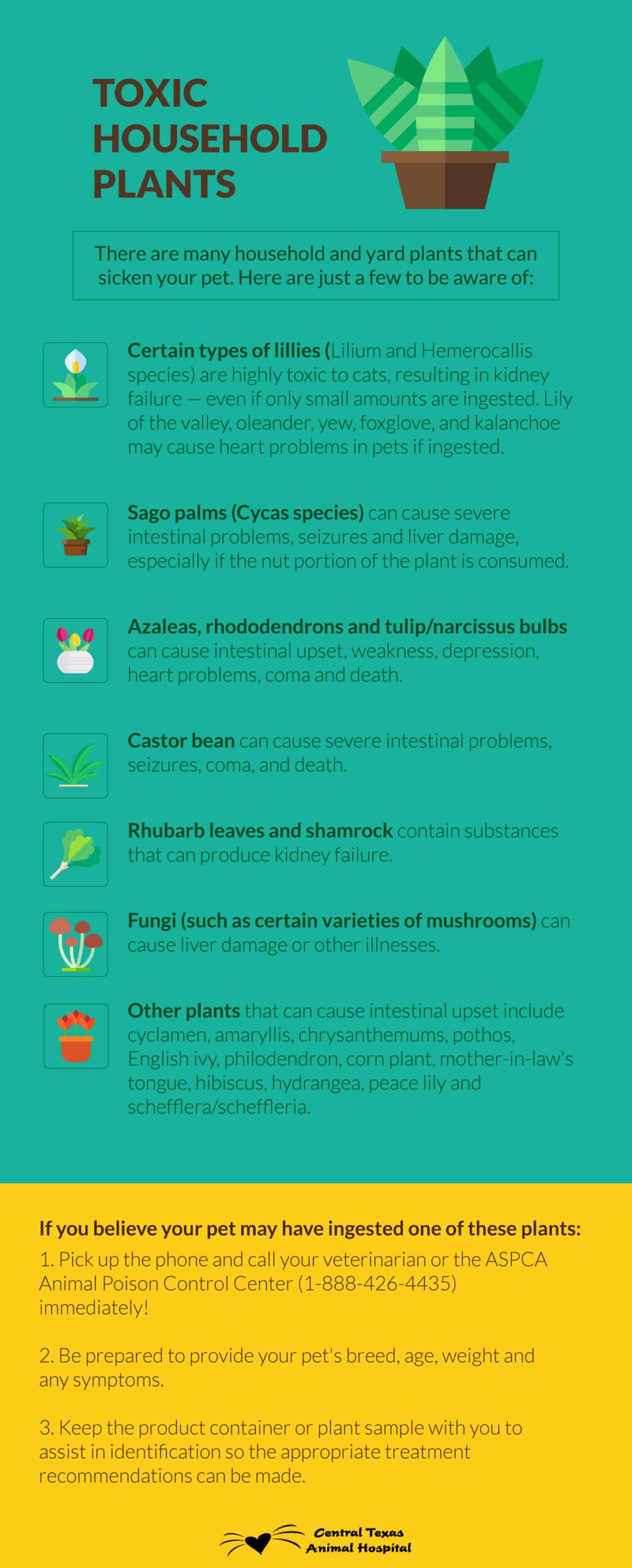 Toxic Household Plants that are Dangerous for Pets: Lillies, Sago Palms, Azaleas, Castor Bean, Rhubarb Leaves, Shamrock, Fungi, and others.