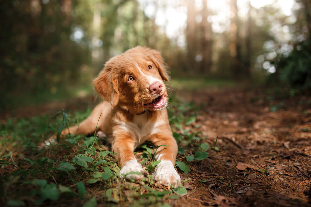 Understanding Spay and Neuter Services: Why You Should Spay/Neuter Your Pet Early
