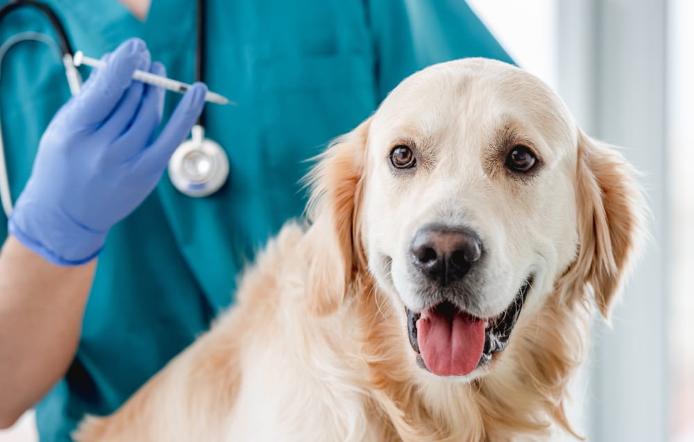 What is Leptospirosis in Dogs: A Complete Guide to Preventive Care