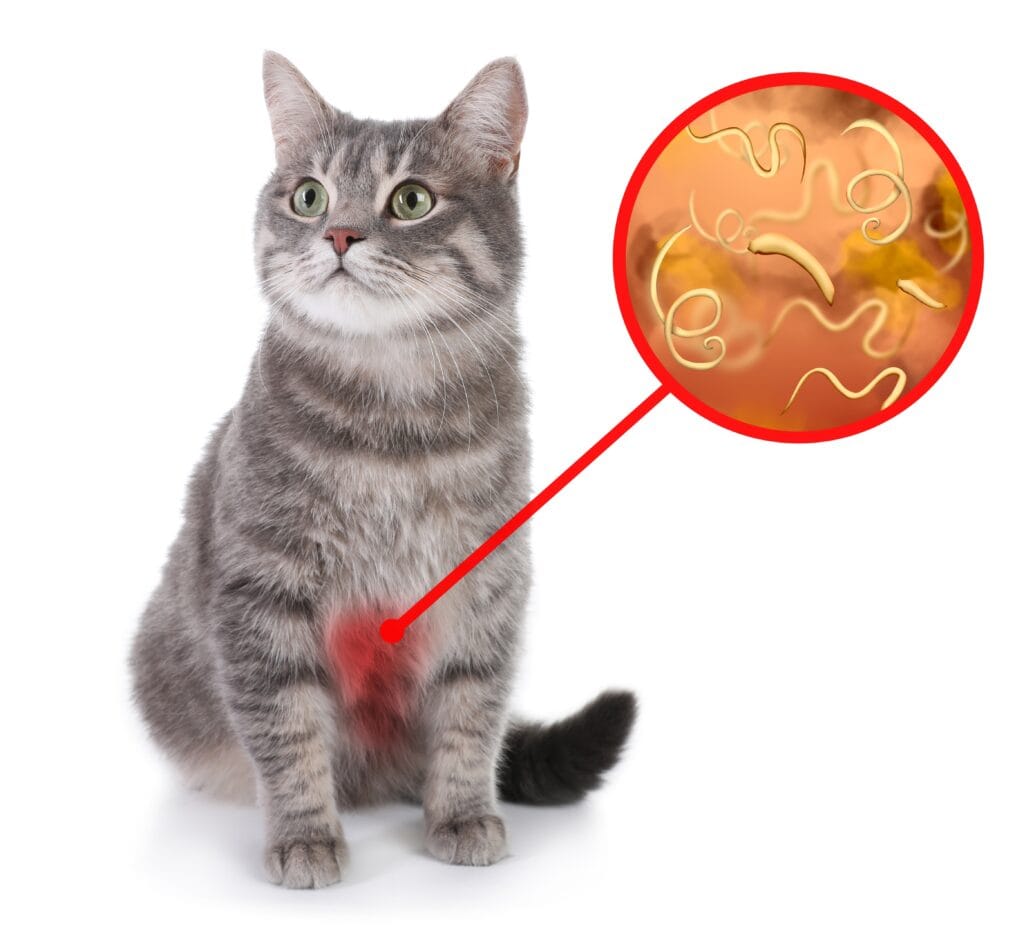How Do Cats Get Worms? A Complete Guide to Prevention and Treatment