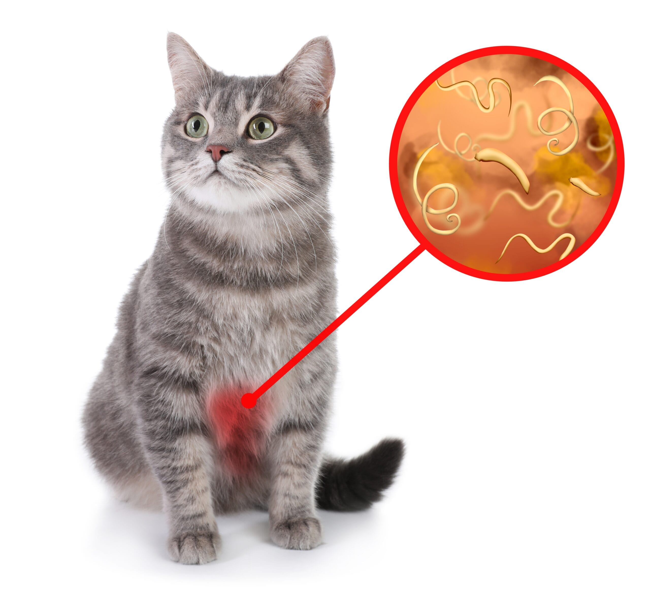 How Do Cats Get Worms? A Complete Guide to Prevention and Treatment
