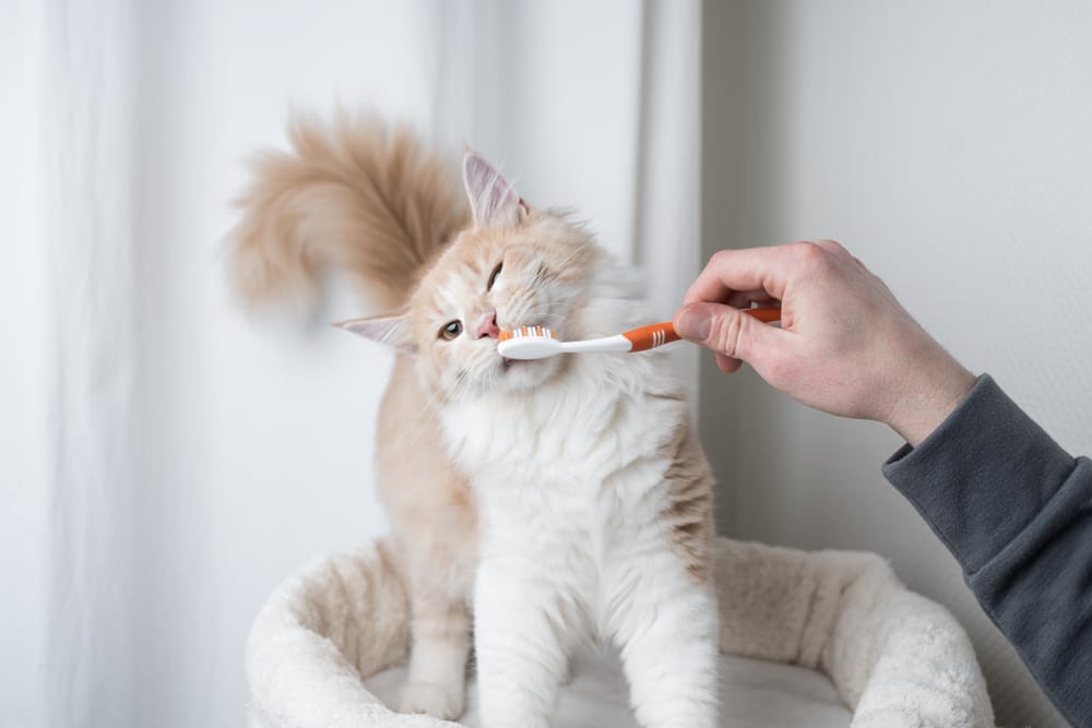 How to Clean Your Cat's Teeth: A Complete Guide to Feline Dental Care