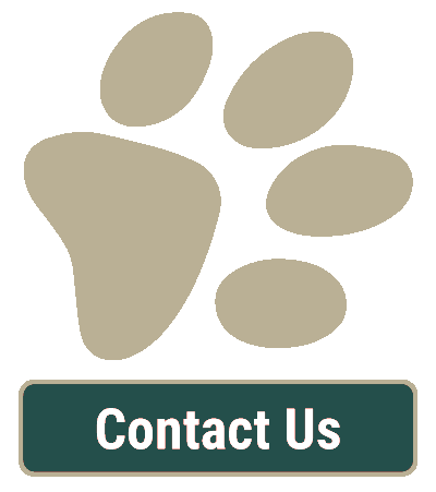 Contact Our Veterinarian